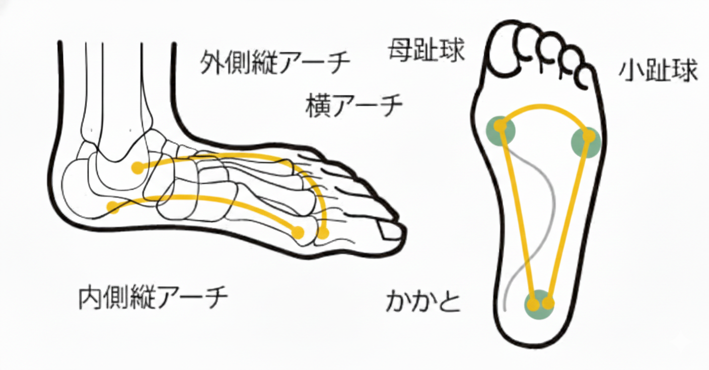 足のアーチ